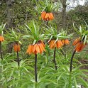 Fritillaria imperialis
